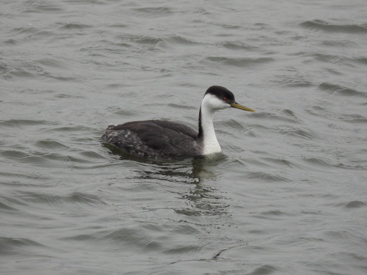 Western Grebe - ML646207287