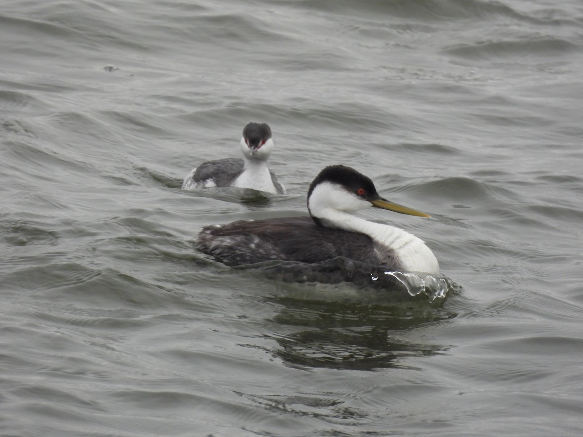 Western Grebe - ML646207288