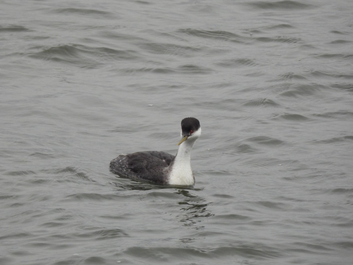 Western Grebe - ML646207290