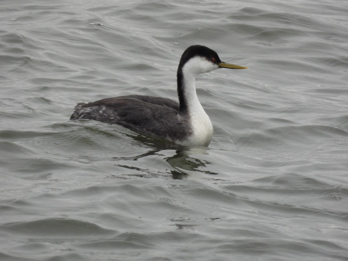Western Grebe - ML646207292