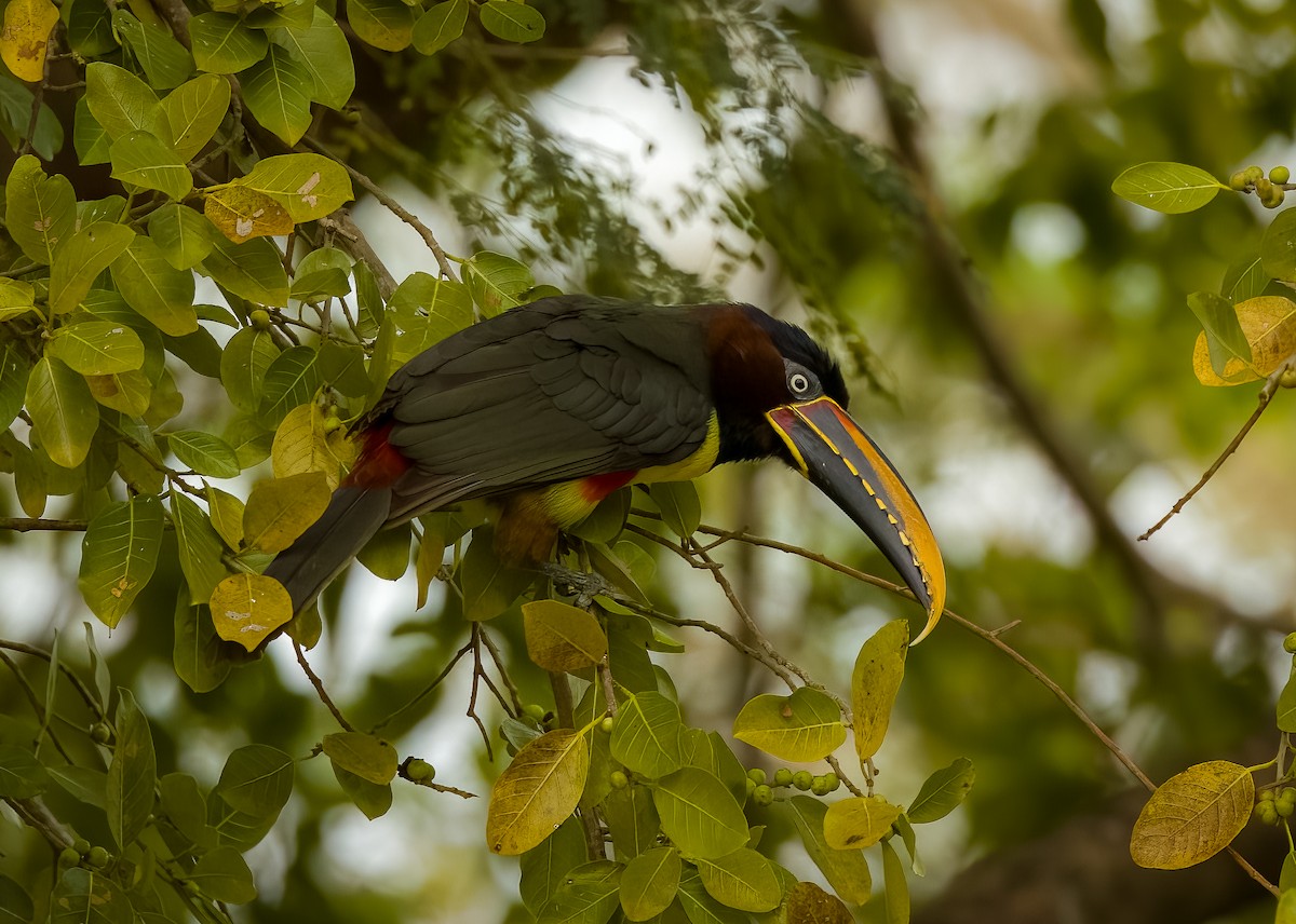 arassari hnědouchý - ML646207293