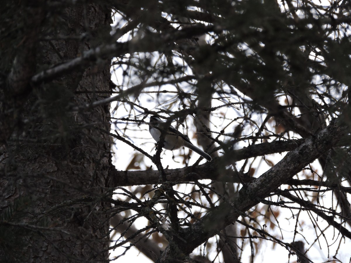 Black-capped Chickadee - ML646207296