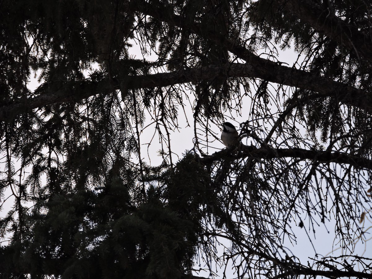 Black-capped Chickadee - ML646207297