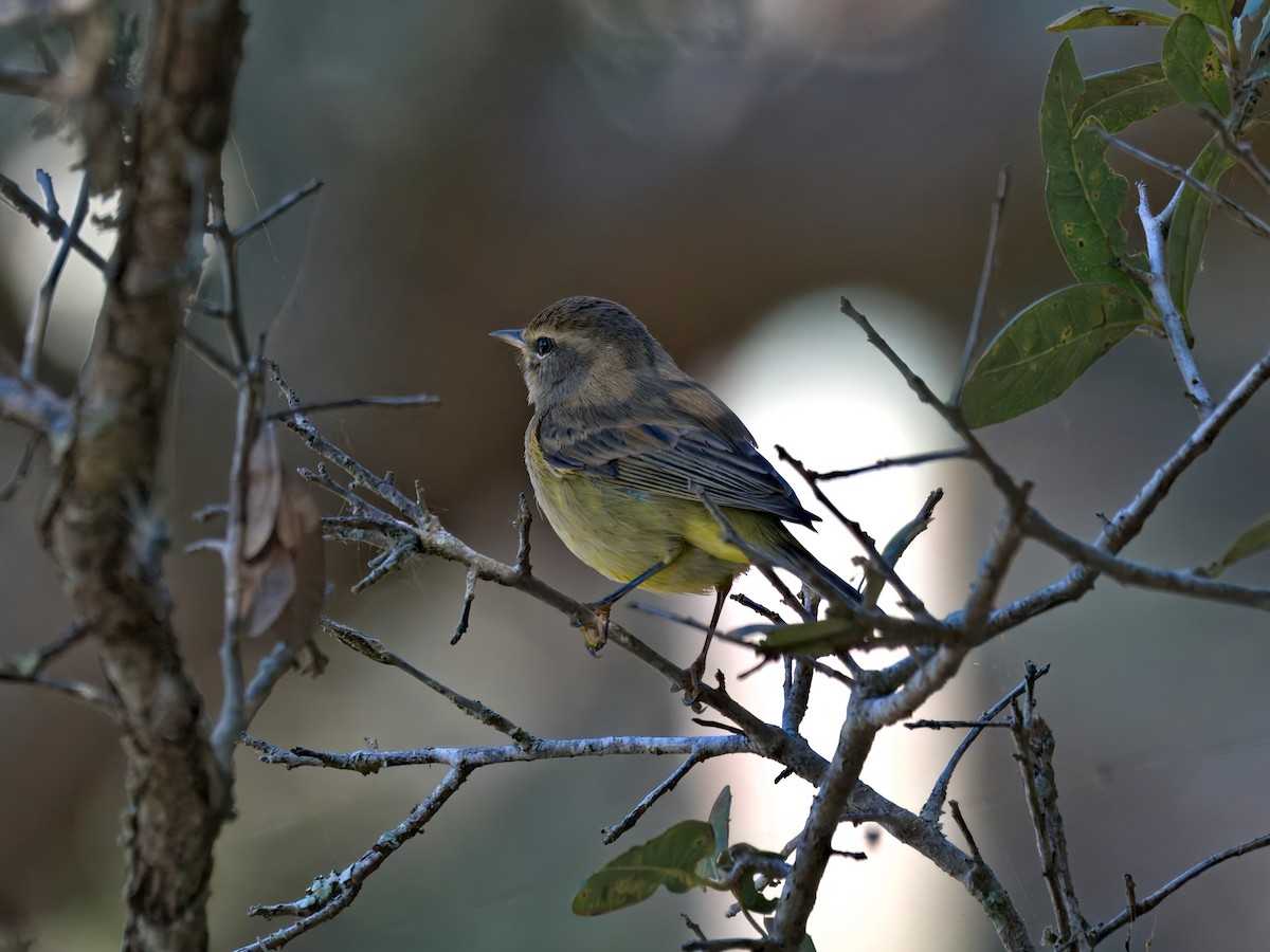 Palm Warbler - ML646207302