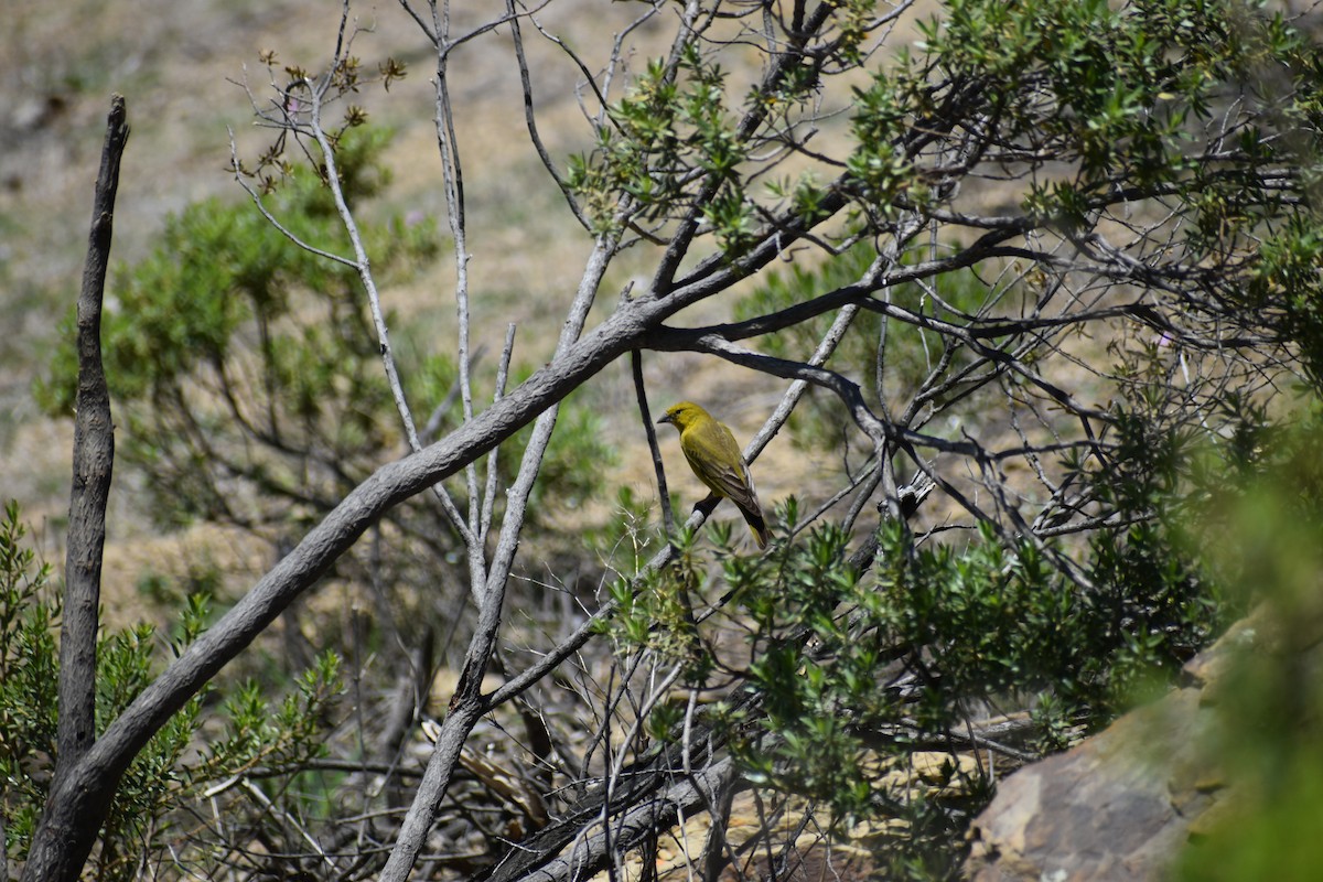 Оливковый зерноед - ML646207312