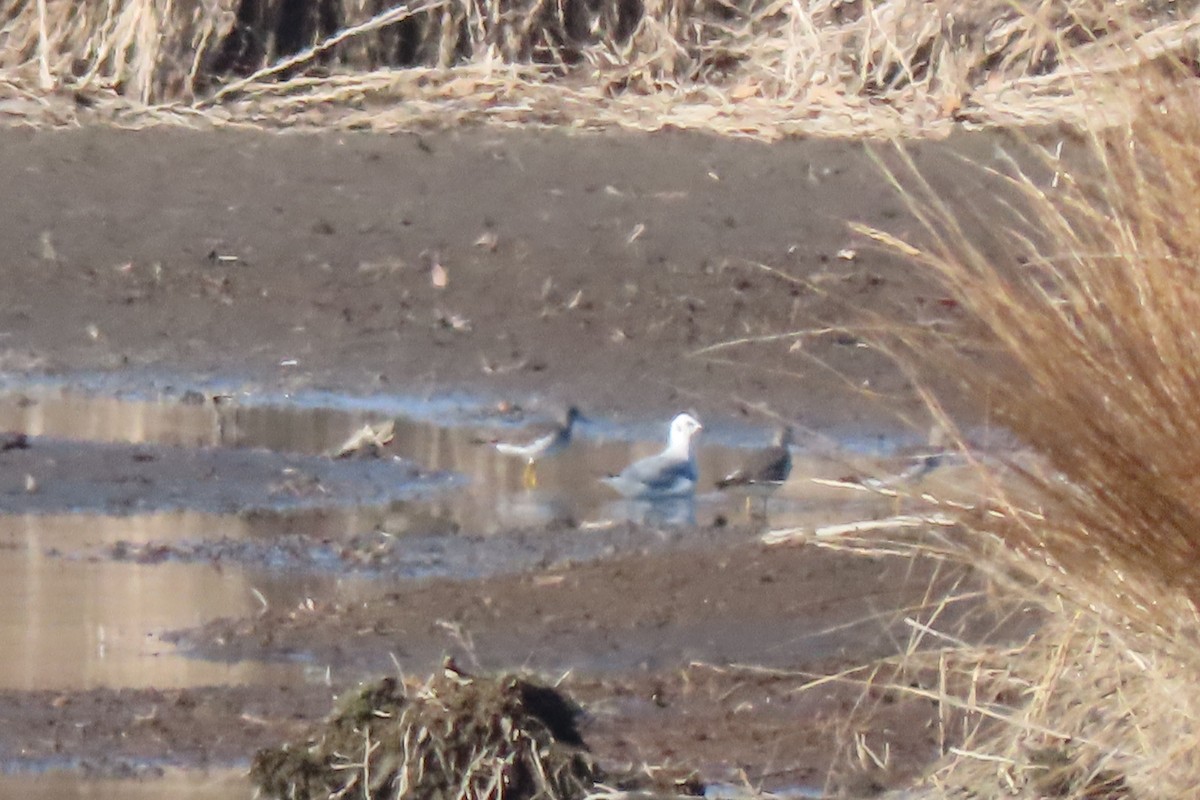 Bonaparte's Gull - ML646207313