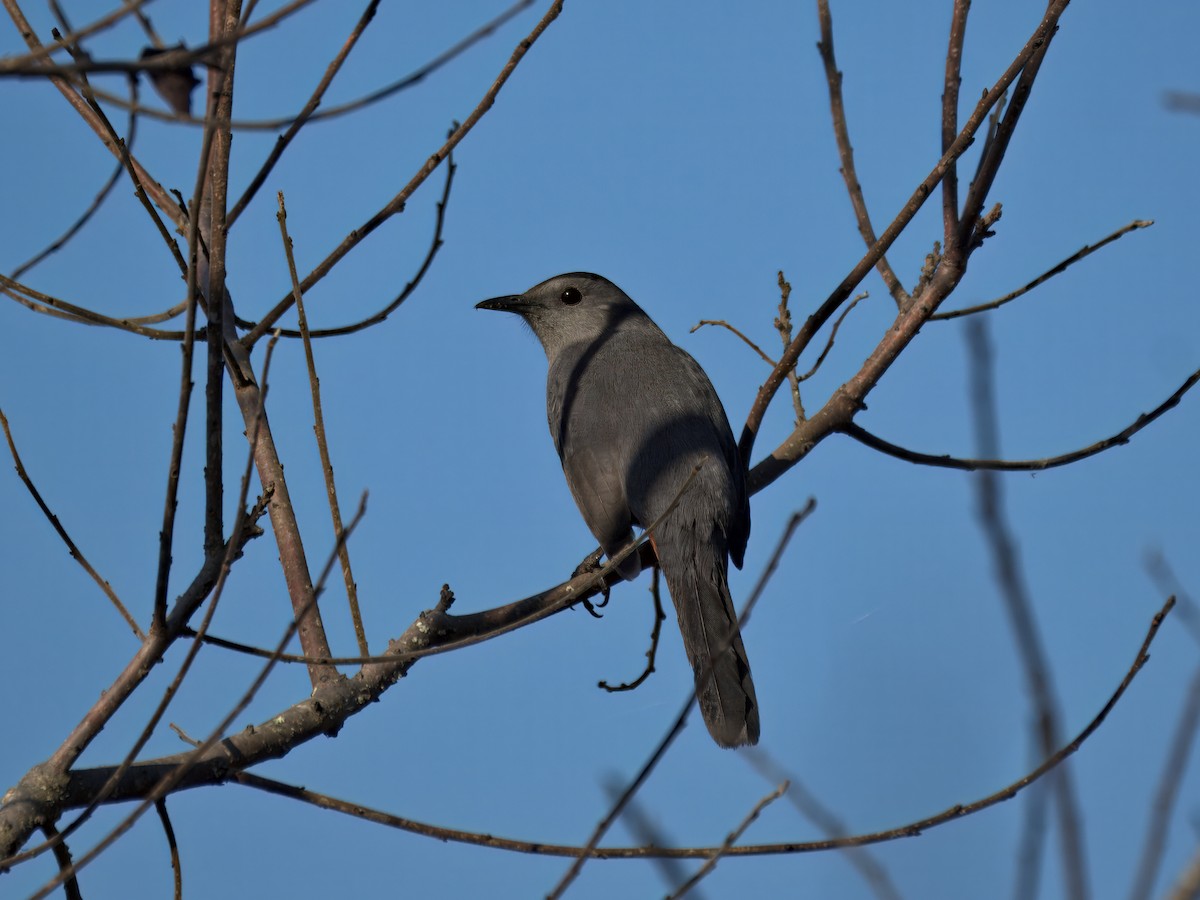 Gray Catbird - ML646207314