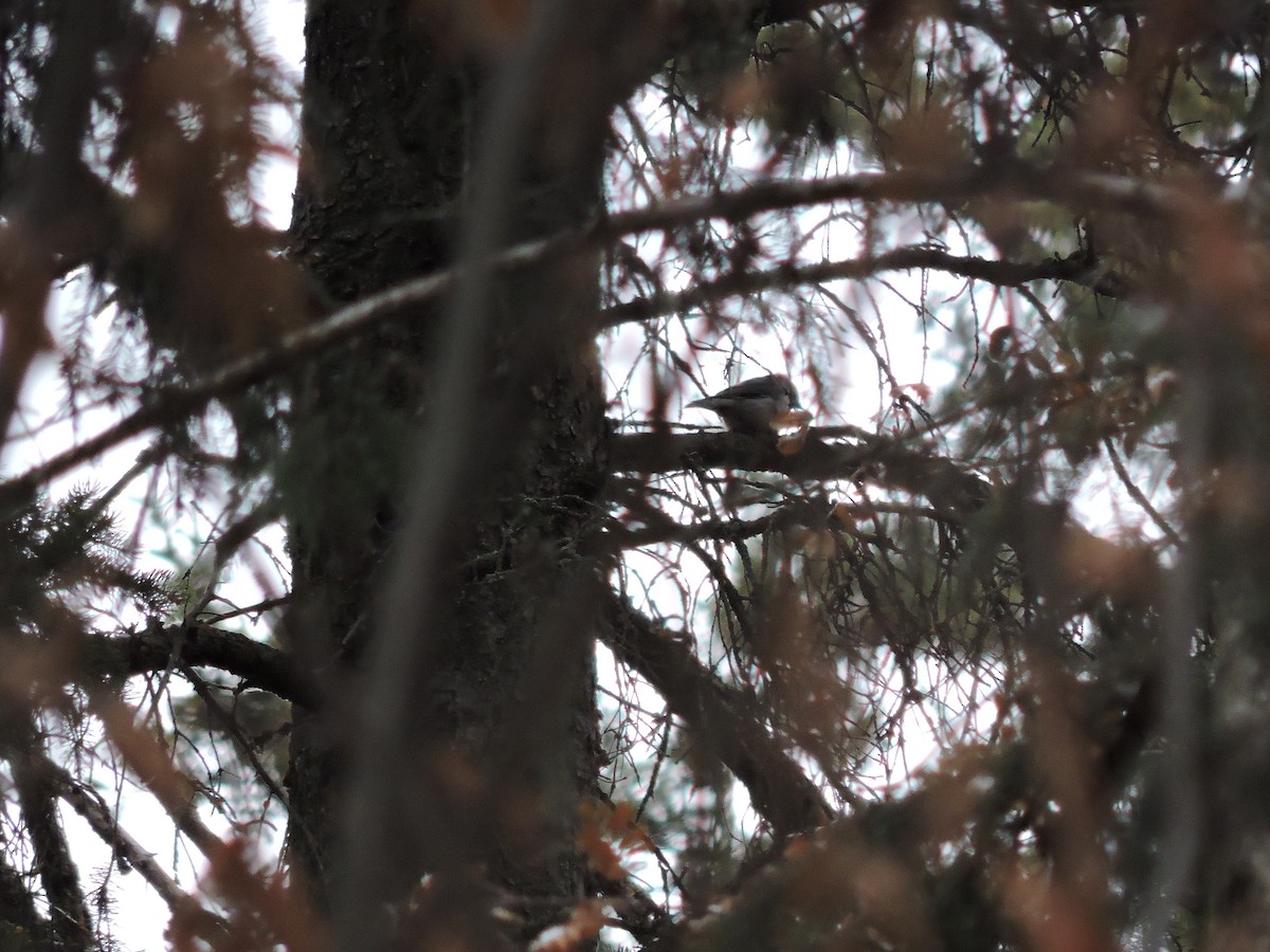 White-breasted Nuthatch - ML646207317