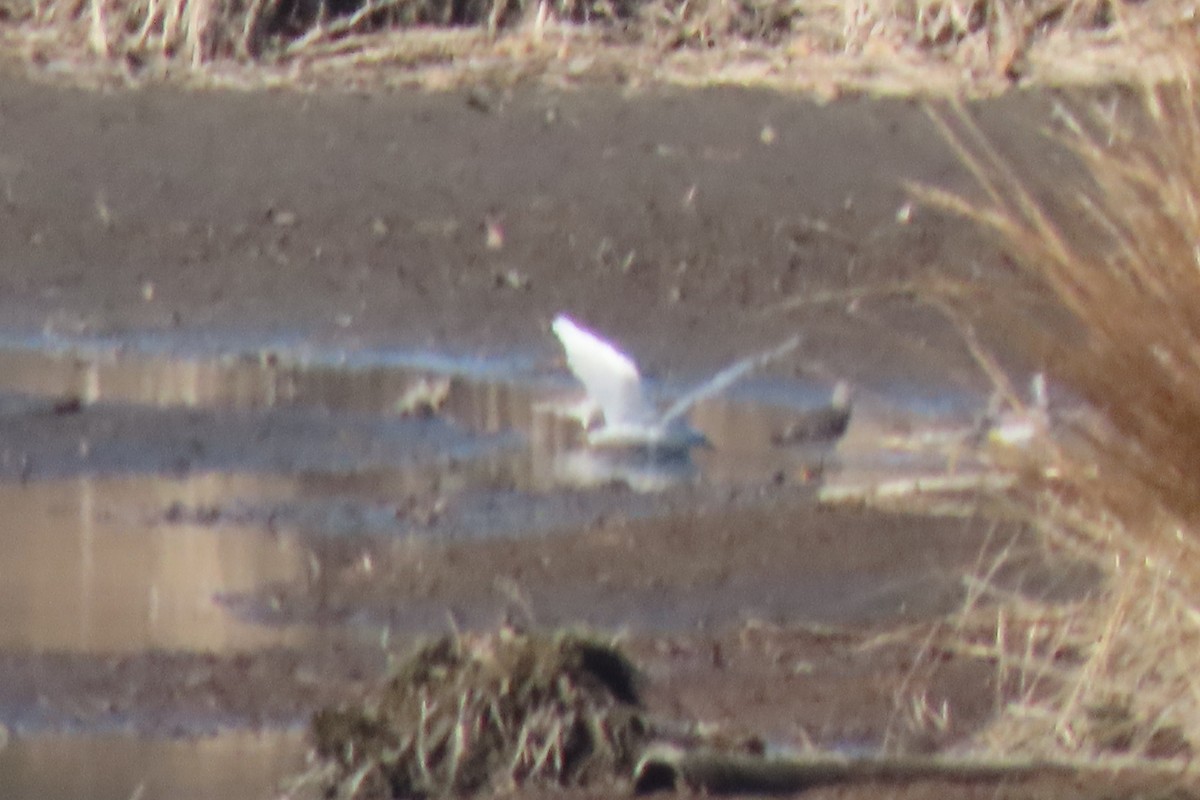 Bonaparte's Gull - ML646207318