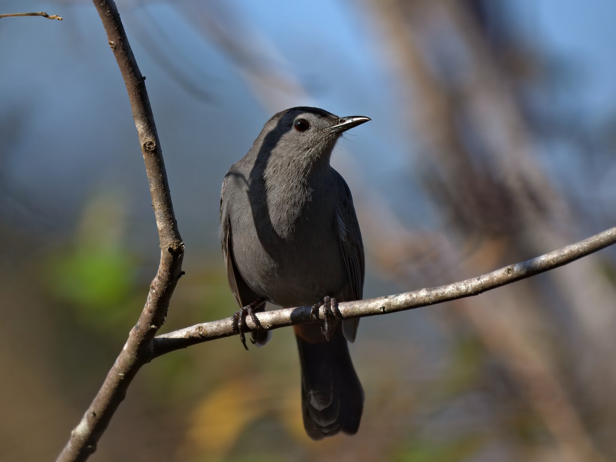 Gray Catbird - ML646207320