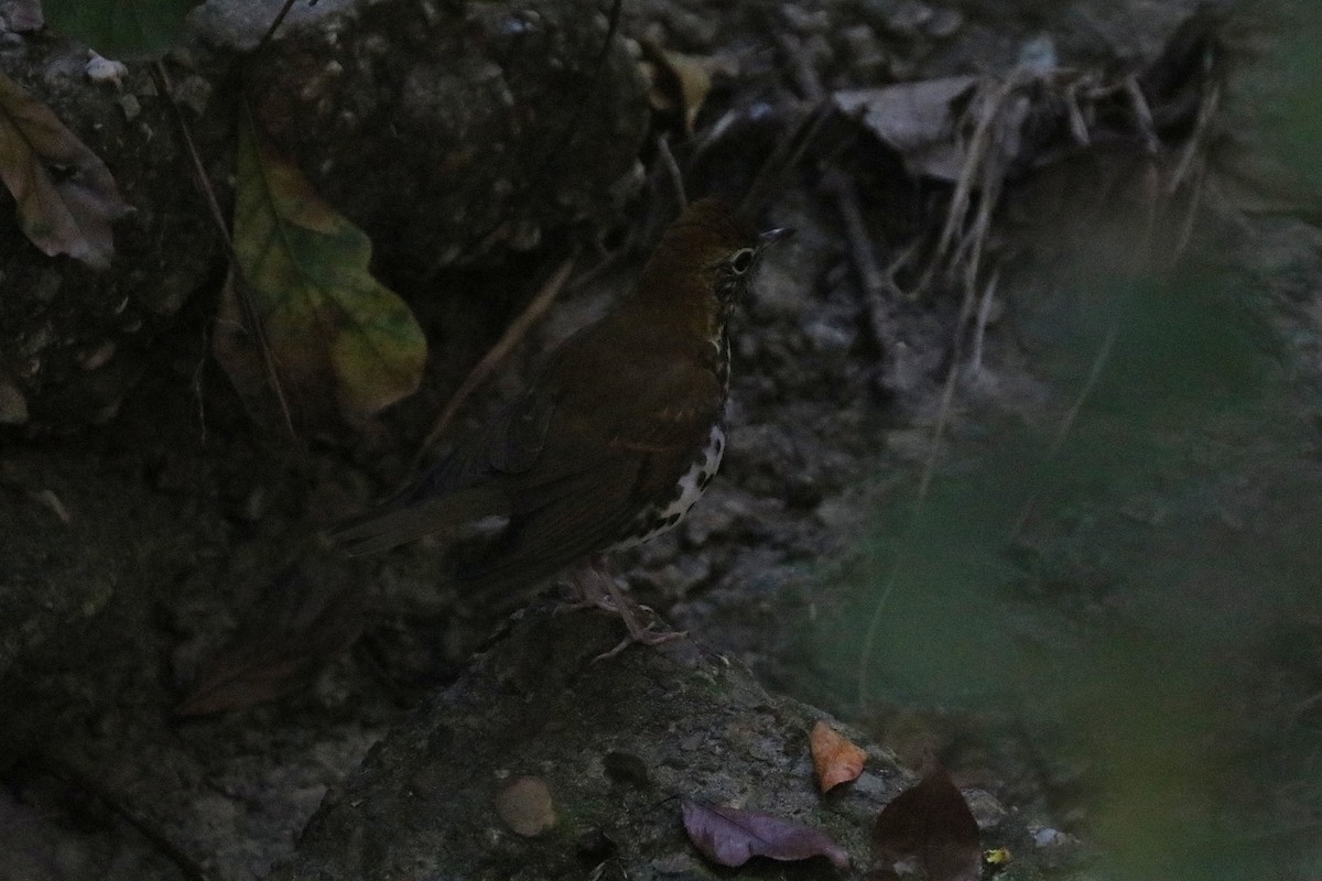 Wood Thrush - ML646207324