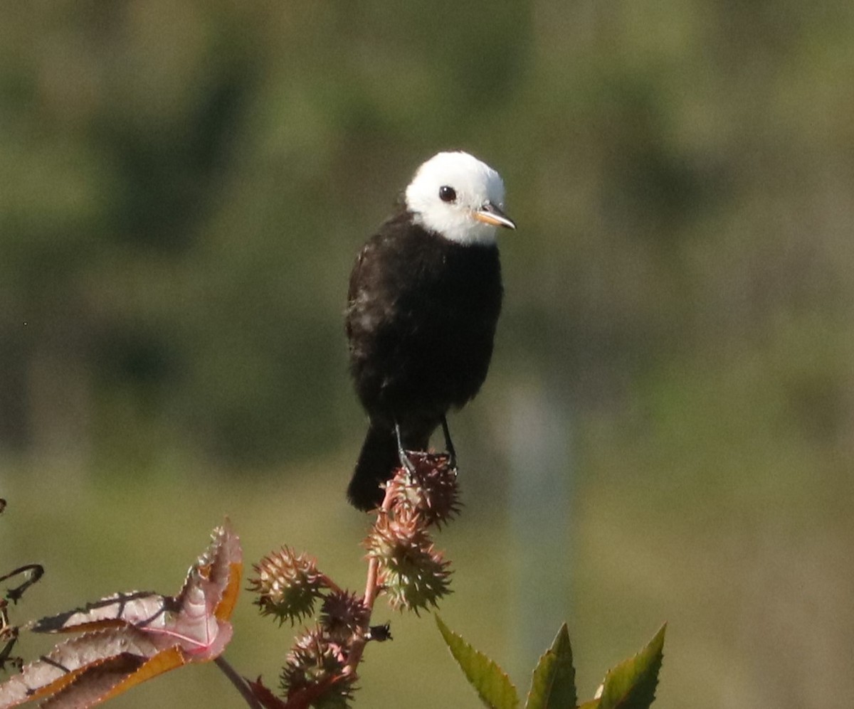 White-headed Marsh Tyrant - ML646207325