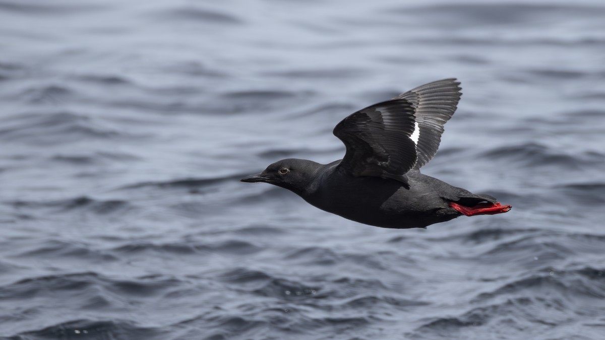 Pigeon Guillemot - ML646207326