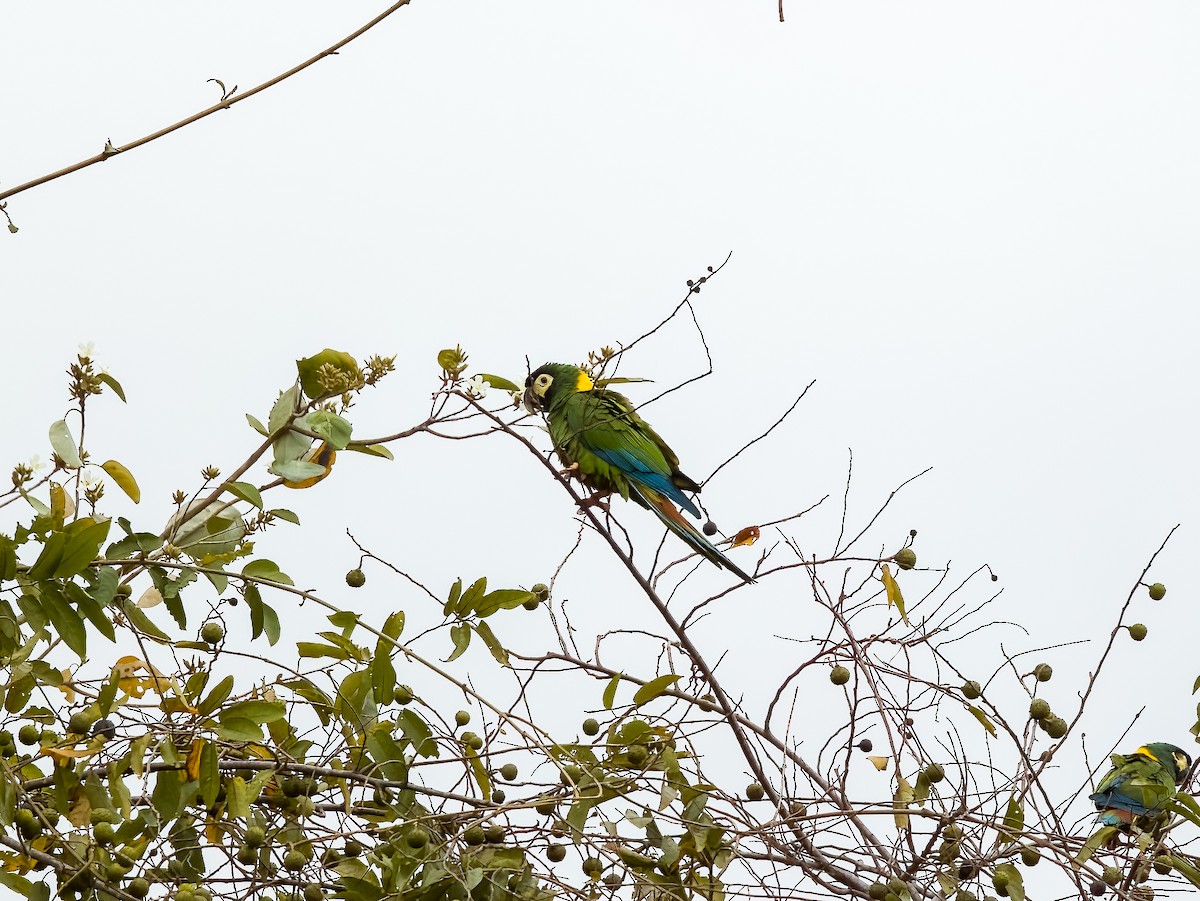 Yellow-collared Macaw - ML646207329