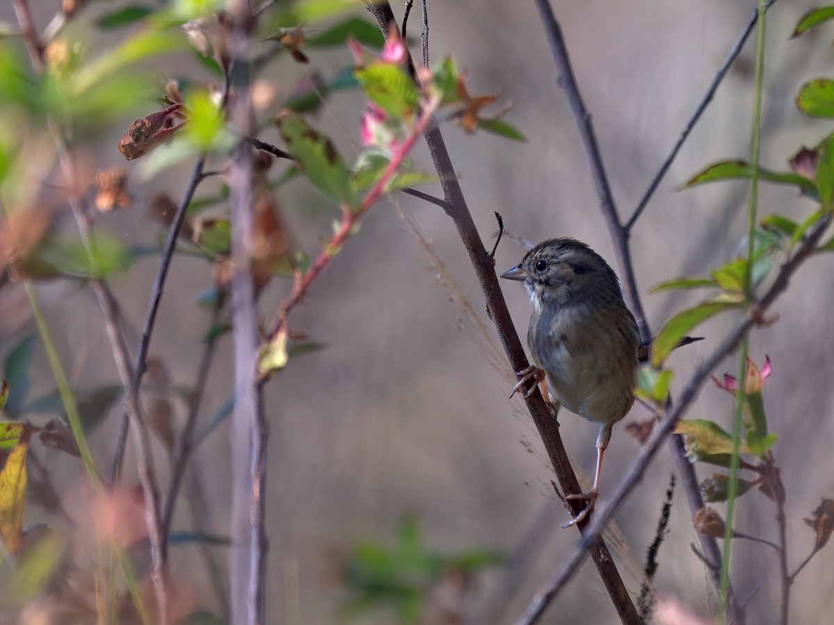 Swamp Sparrow - ML646207332