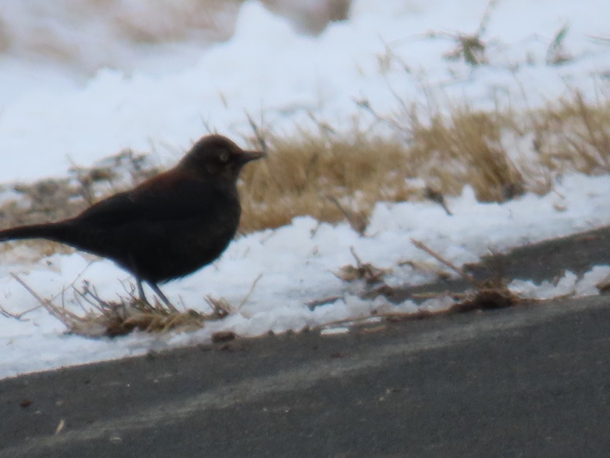 Brewer's Blackbird - ML646207340