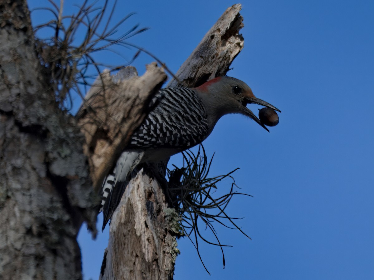 Red-bellied Woodpecker - ML646207341