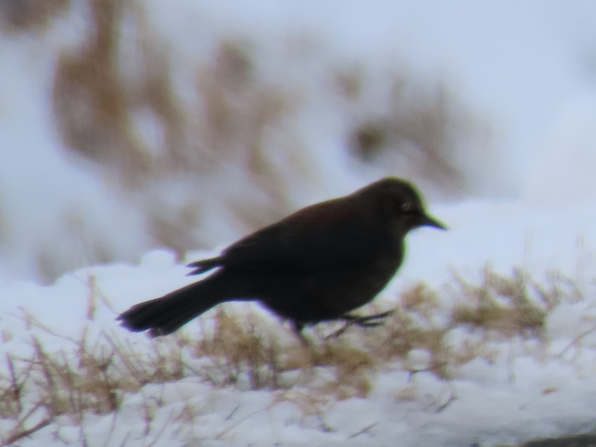 Brewer's Blackbird - ML646207342