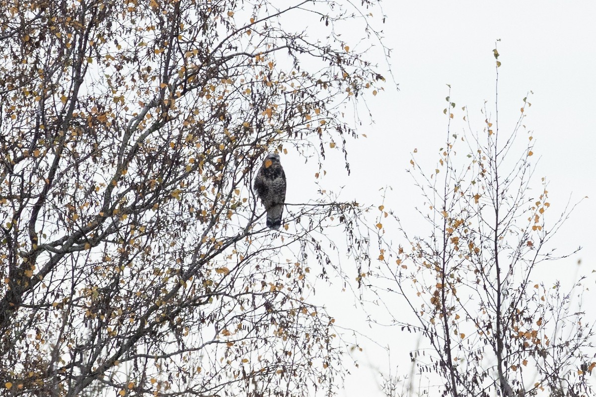 Poiana calzata - ML646207345