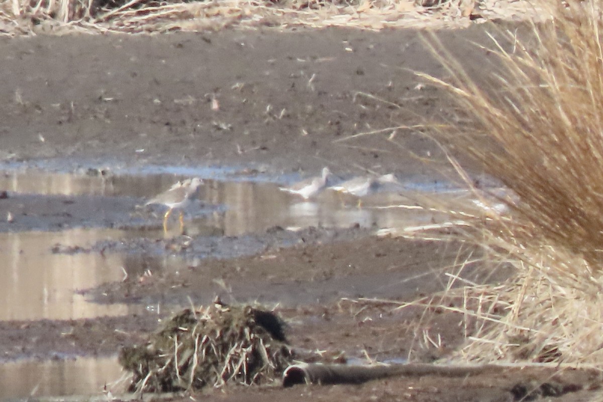 Greater Yellowlegs - ML646207352