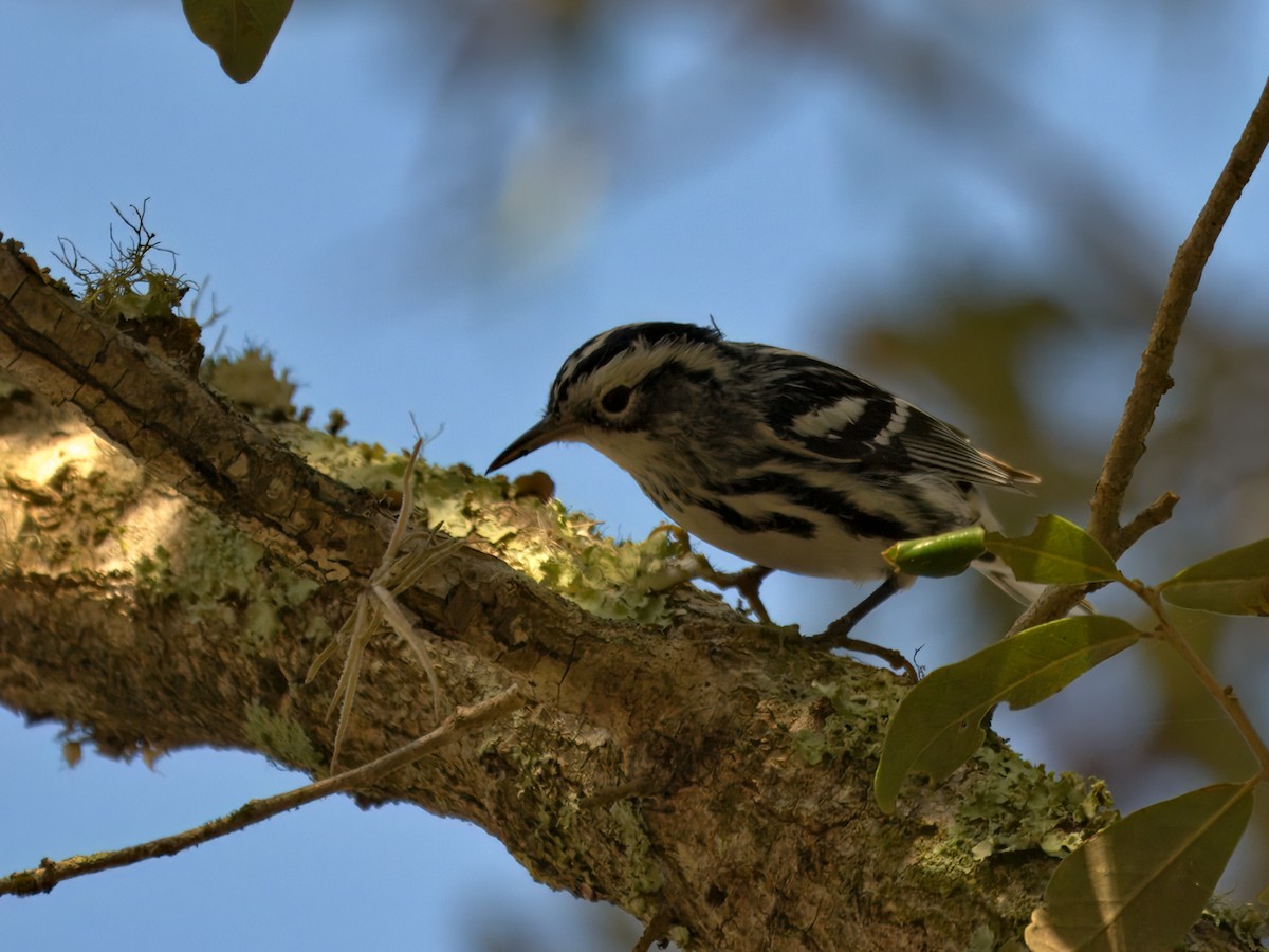 Black-and-white Warbler - ML646207353