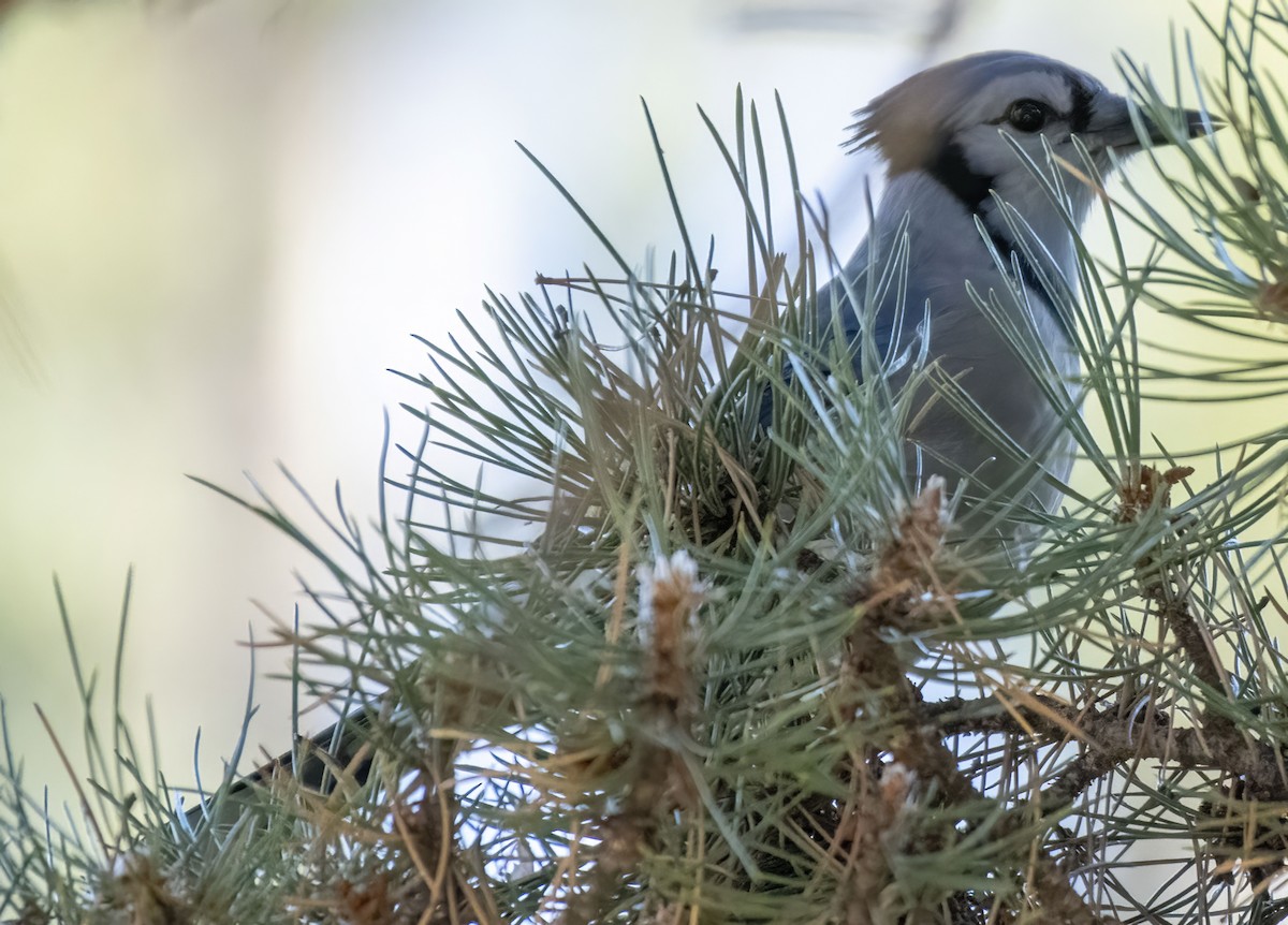Blue Jay - ML646207354