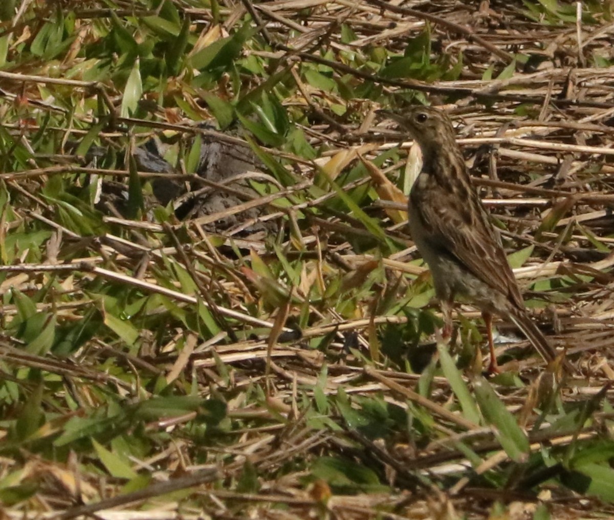 Yellowish Pipit - ML646207357