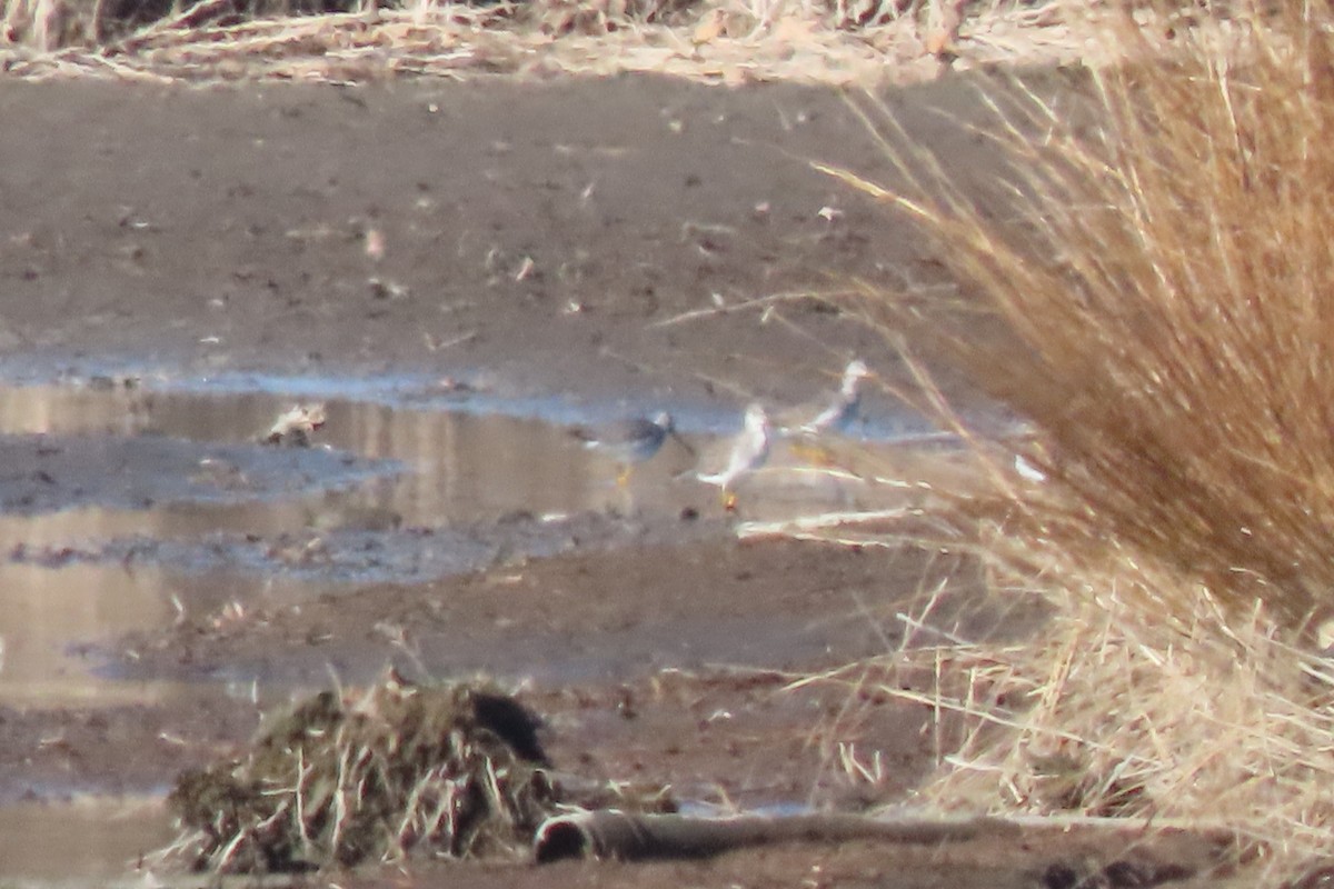 Greater Yellowlegs - ML646207358