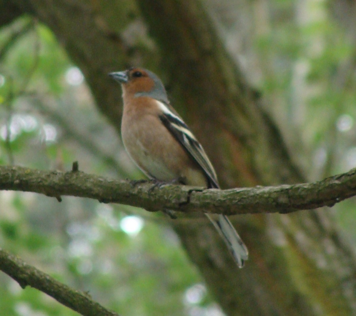 Common Chaffinch - ML646207362
