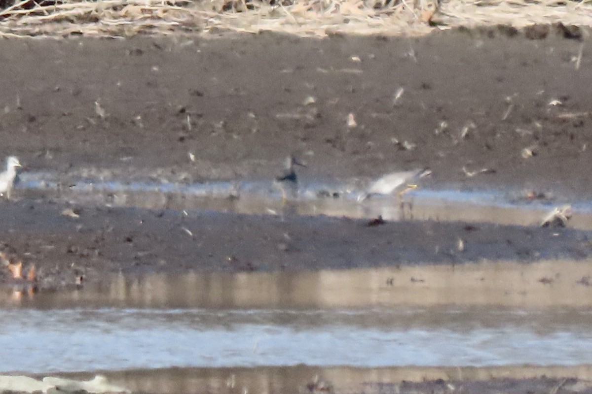 Greater Yellowlegs - ML646207363