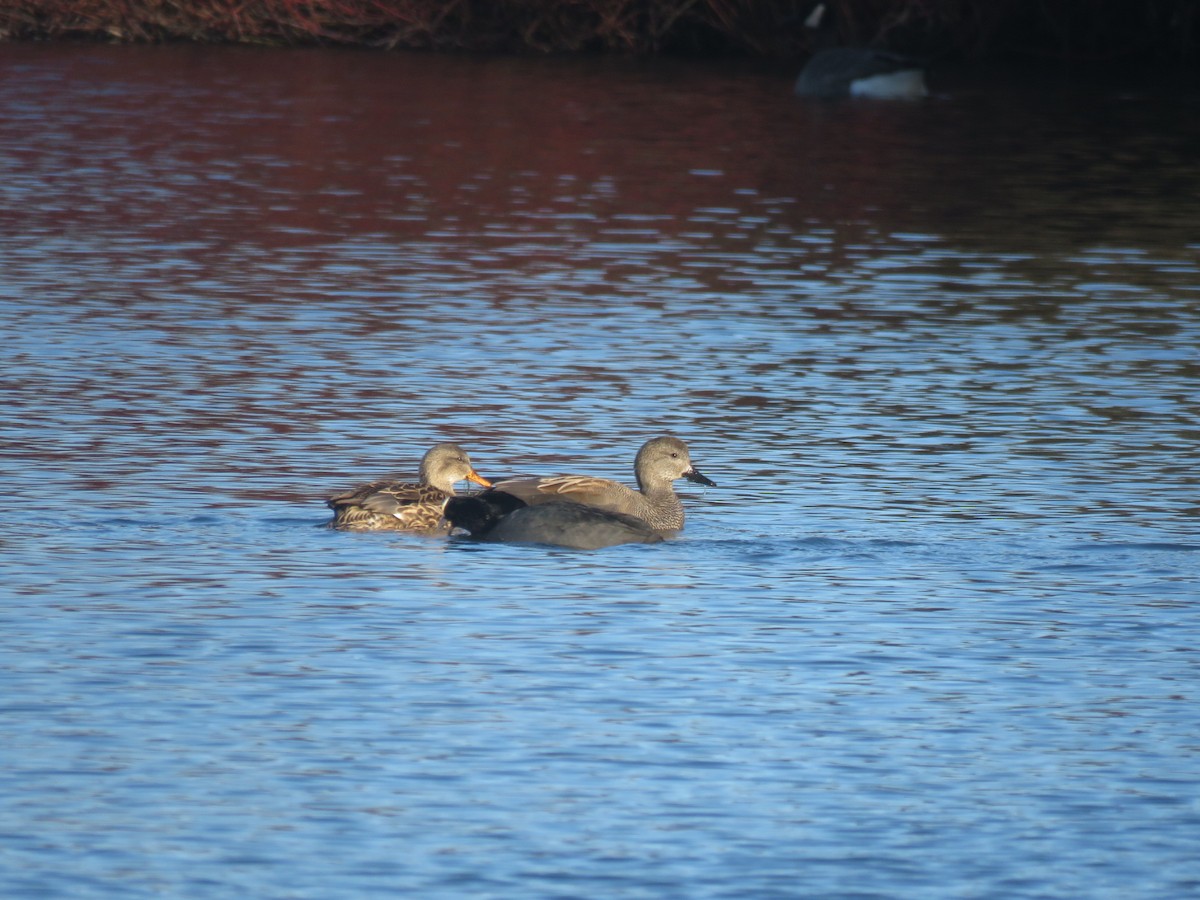 kopřivka obecná - ML646207366