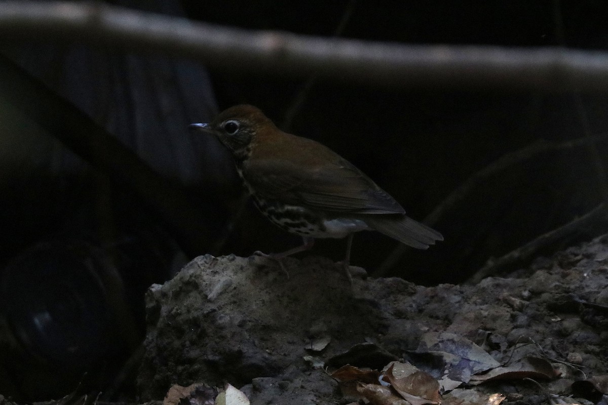 Wood Thrush - ML646207369
