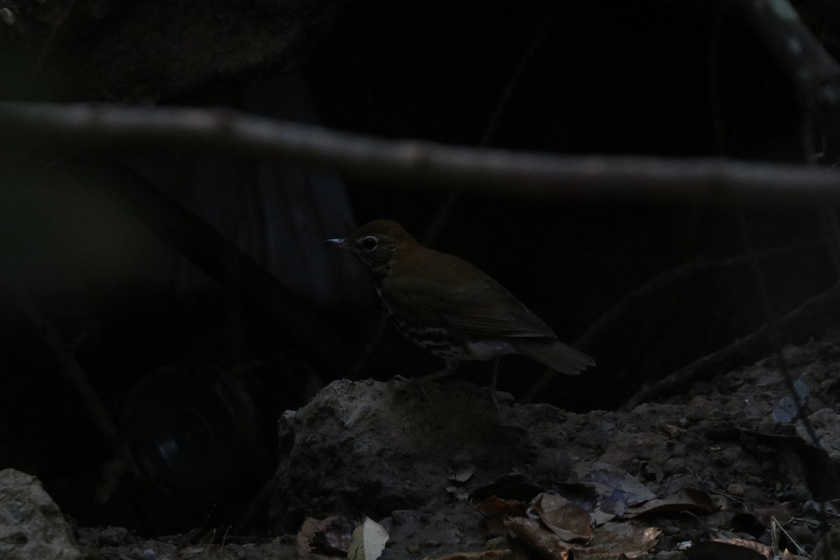 Wood Thrush - ML646207370