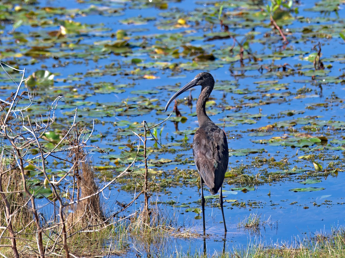 Glossy Ibis - ML646207403