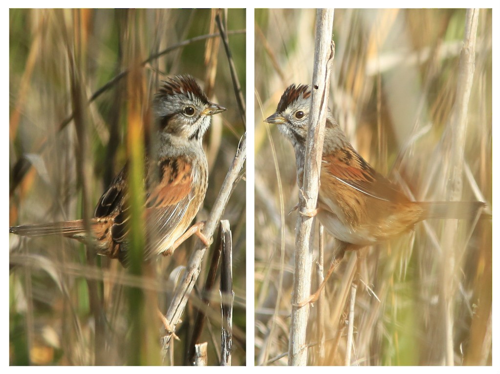 Swamp Sparrow - ML646207406
