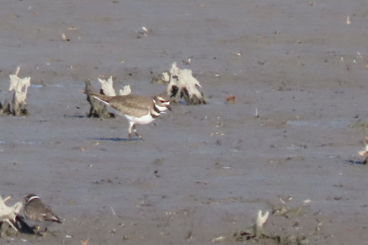 Killdeer - ML646207407