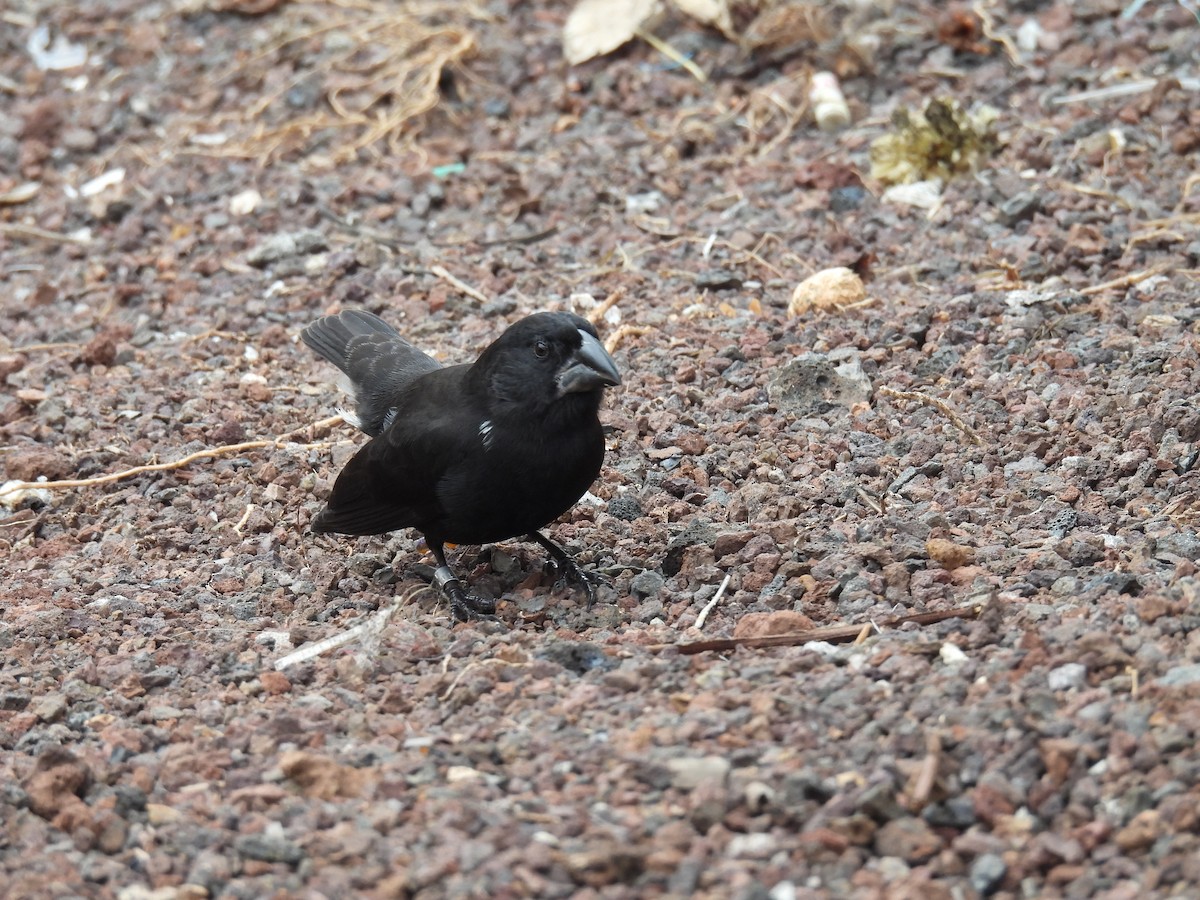 Large Ground-Finch - ML646207413
