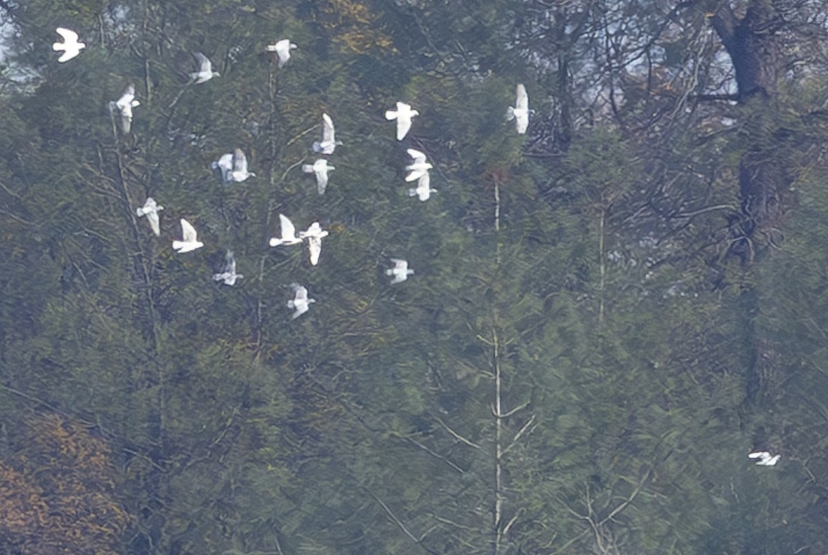 Band-tailed Pigeon - ML646207414