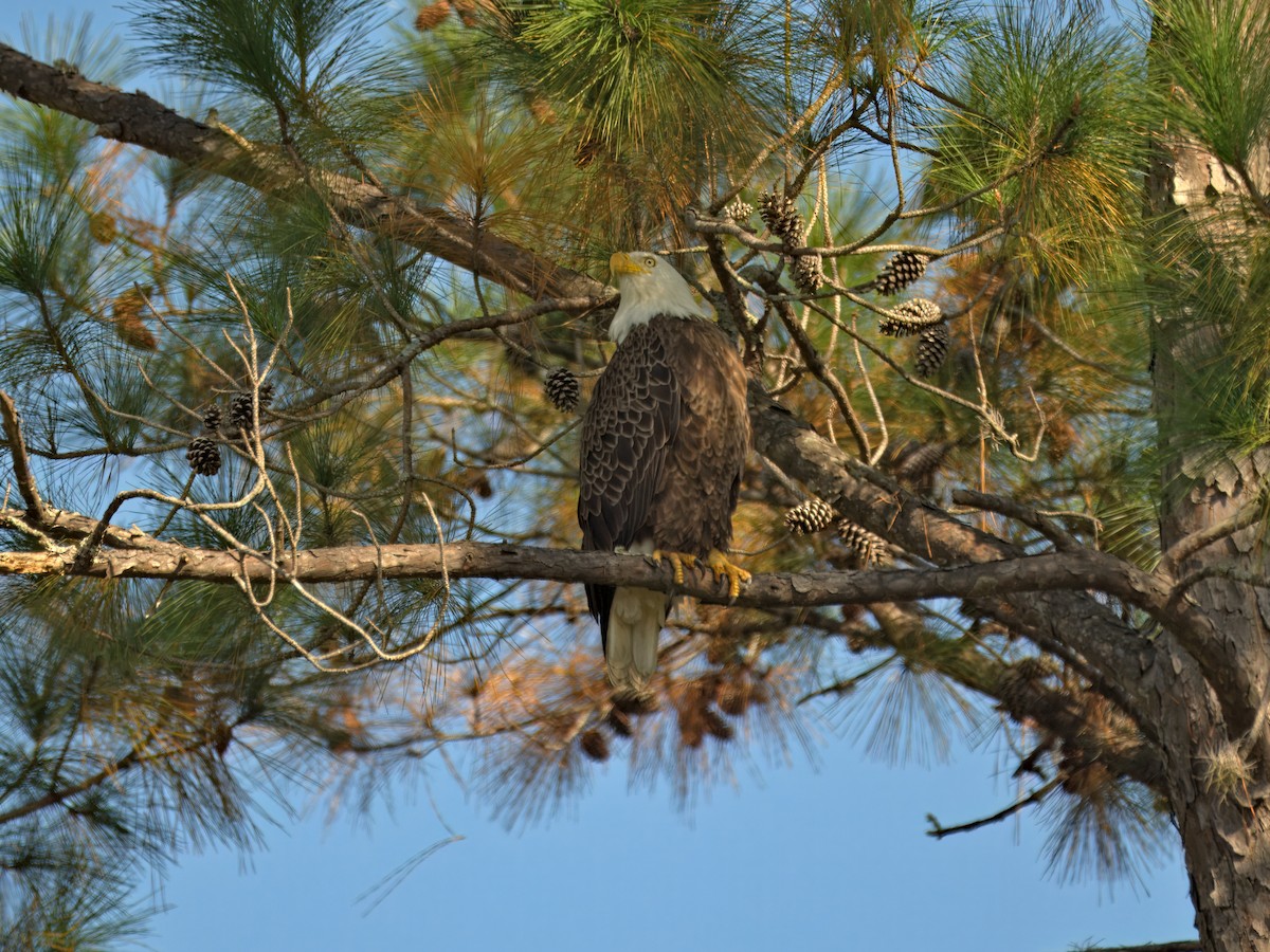 Bald Eagle - ML646207416