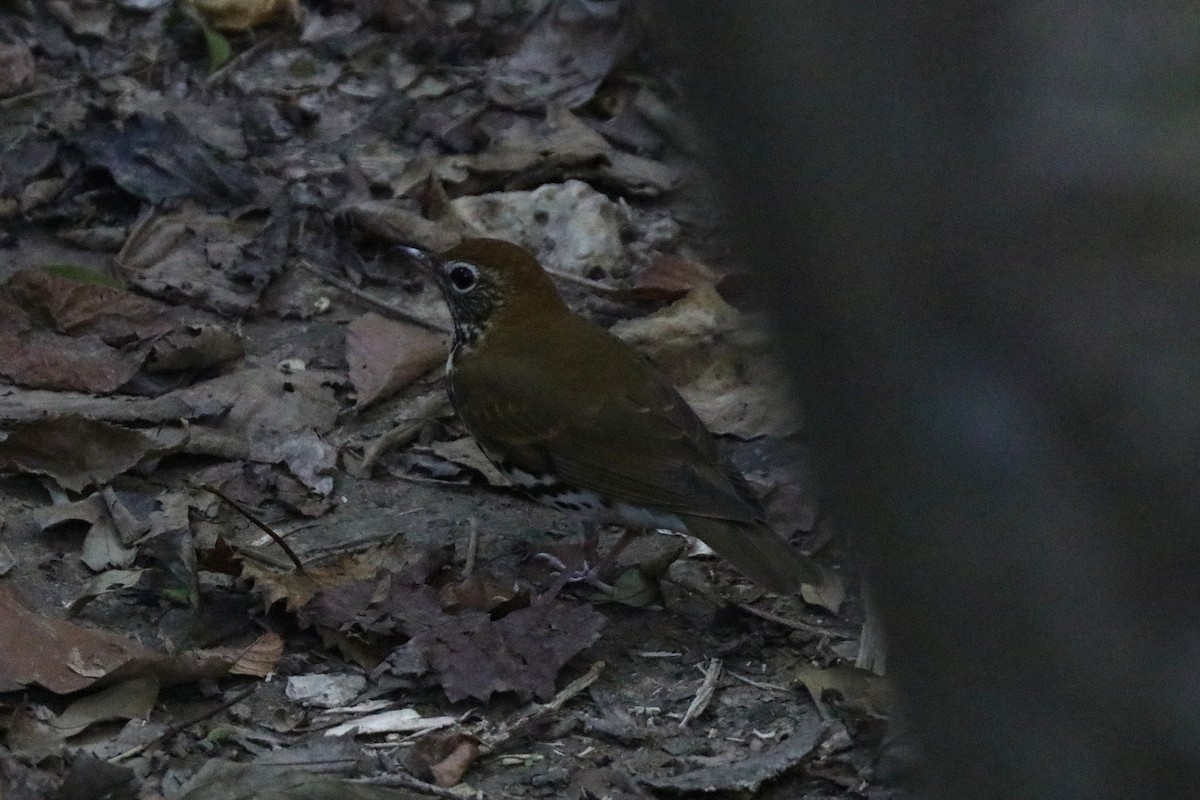 Wood Thrush - ML646207417