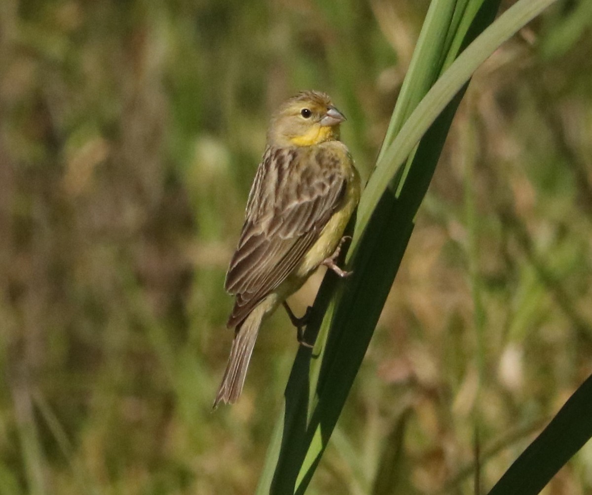 Kurzschnabel-Gilbtangare - ML646207418