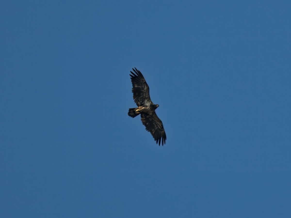 Bald Eagle - ML646207427