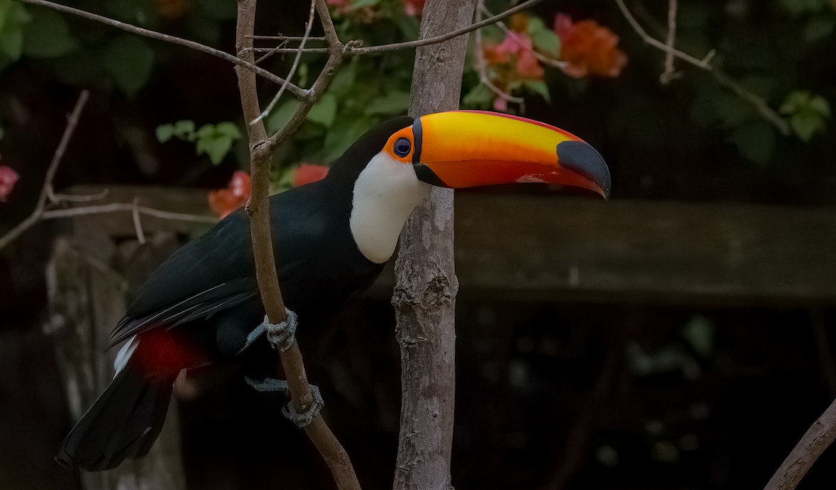 オニオオハシ - ML646207428