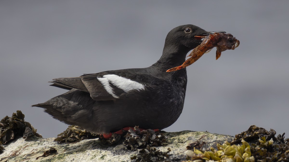 Pigeon Guillemot - ML646207430