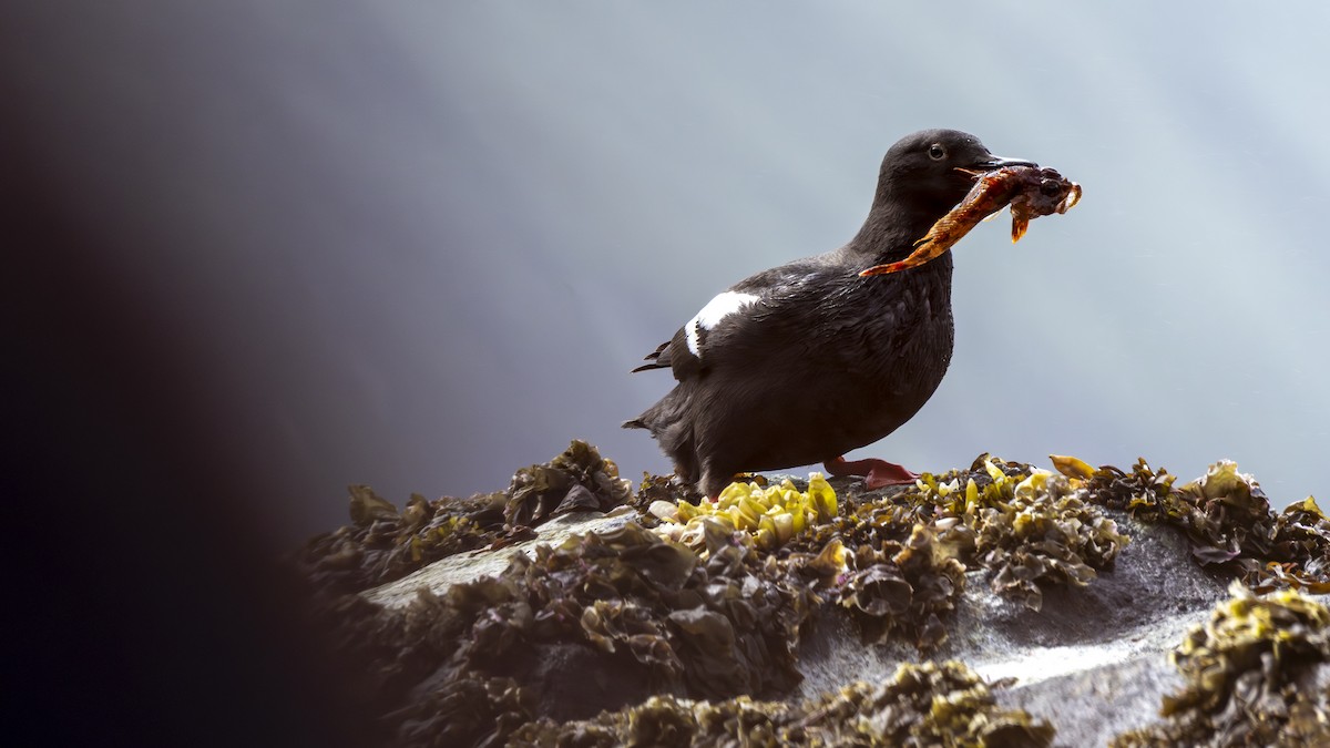 Pigeon Guillemot - ML646207431