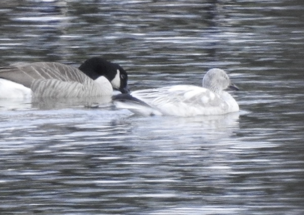 Oca delle nevi - ML646207432