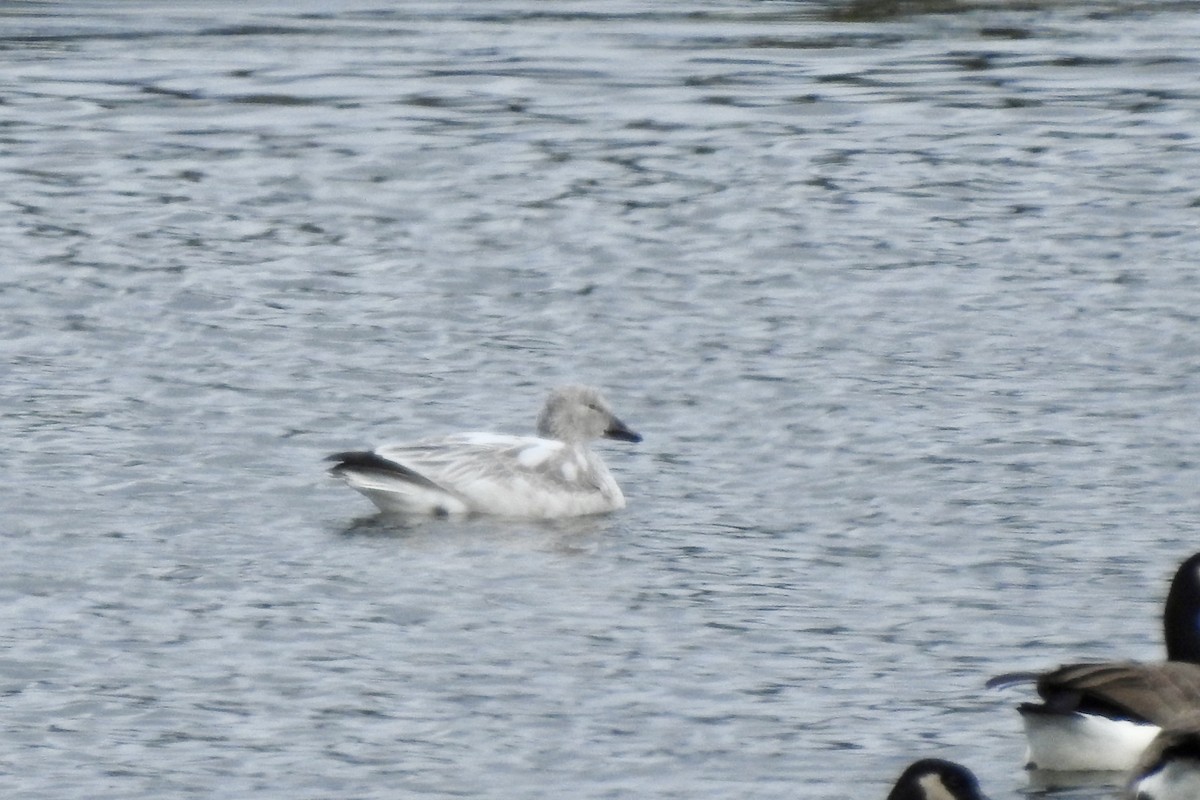 Oca delle nevi - ML646207433