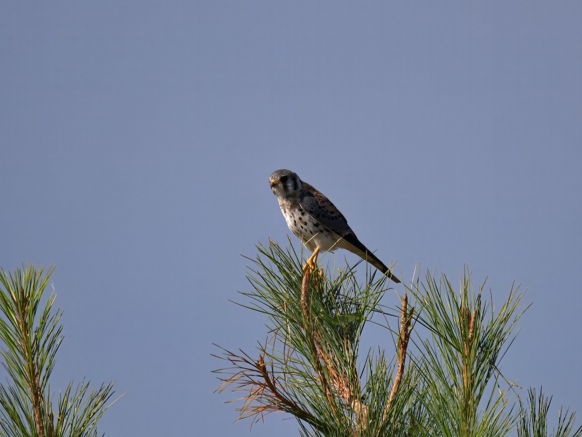 American Kestrel - ML646207434
