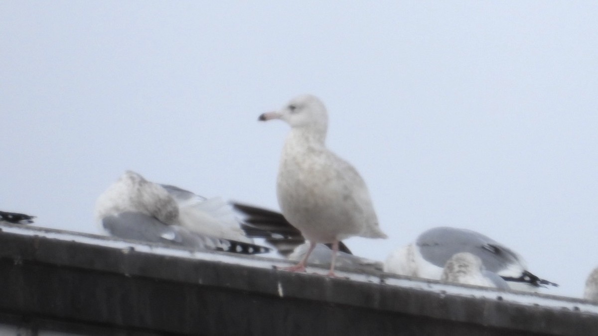 Glaucous Gull - ML646207442