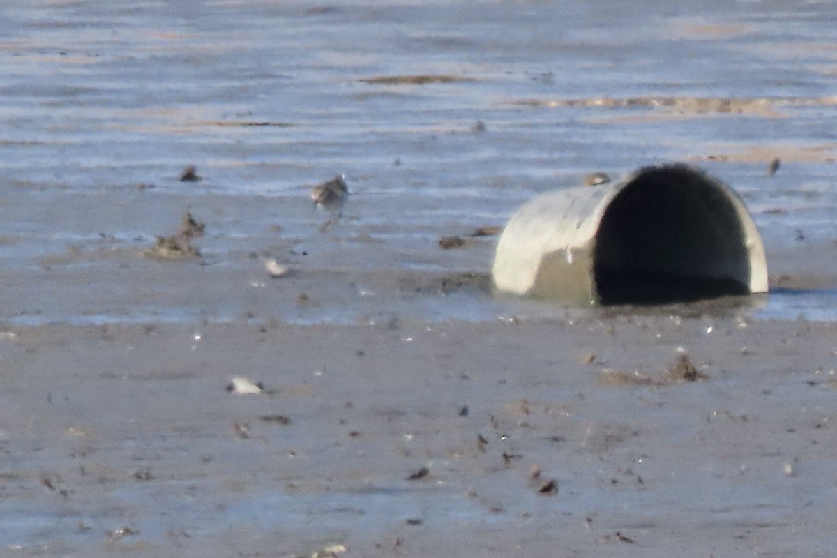 Least Sandpiper - ML646207443